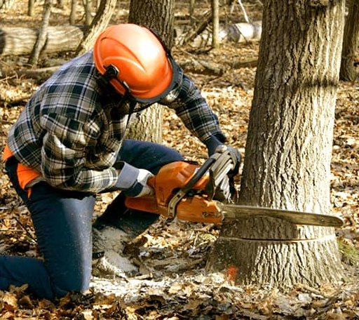 Tree Removal in Brandywine, WV
